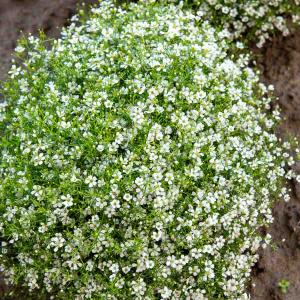 Gypsophile Nuage Blanc